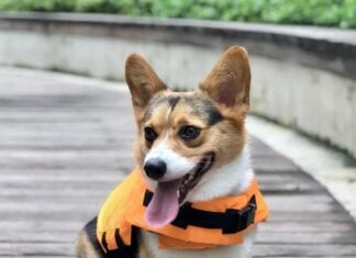 Ecomhunt’s Trending Product Suggestion – Sell This Awesome Shark Life Vest For Dogs Right Now + Ad & Store Review And A Sale Strategy! Shark Life Vest For Dogs on Ecomhunt