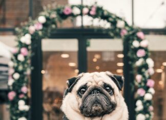 The luxury pet wear market is huge