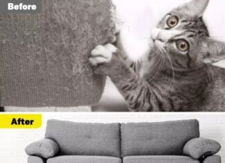 Ecomhunt’s Trending Product Suggestion – Sell This Cat Couch Guard + Ad & Store Review And A Sale Strategy Ecomhunt's Trending Product Suggestion - Sell This Cat Couch Guard + Ad & Store Review And A Sale Strategy