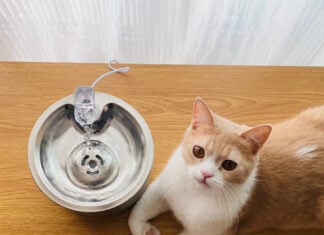 Ecomhunt Trending Product Recommendation – The Perfect Cat Niche Product To Sell This Summer Ecomhunt Trending Product Recommendation - The Perfect Cat Niche Product To Sell This Summer