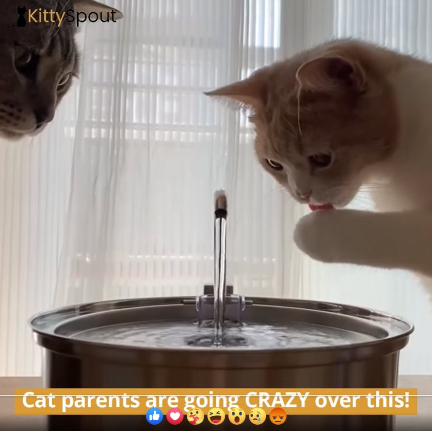 cat drinking water fountain Facebook ad