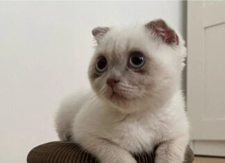 This Could Be Your Christmas Winning Product – Check Out This Cat Niche Product Which Is Exploding On Facebook Right Now! This Could Be Your Christmas Winning Product - Check Out This Cat Niche Product Which Is Exploding On Facebook Right Now!