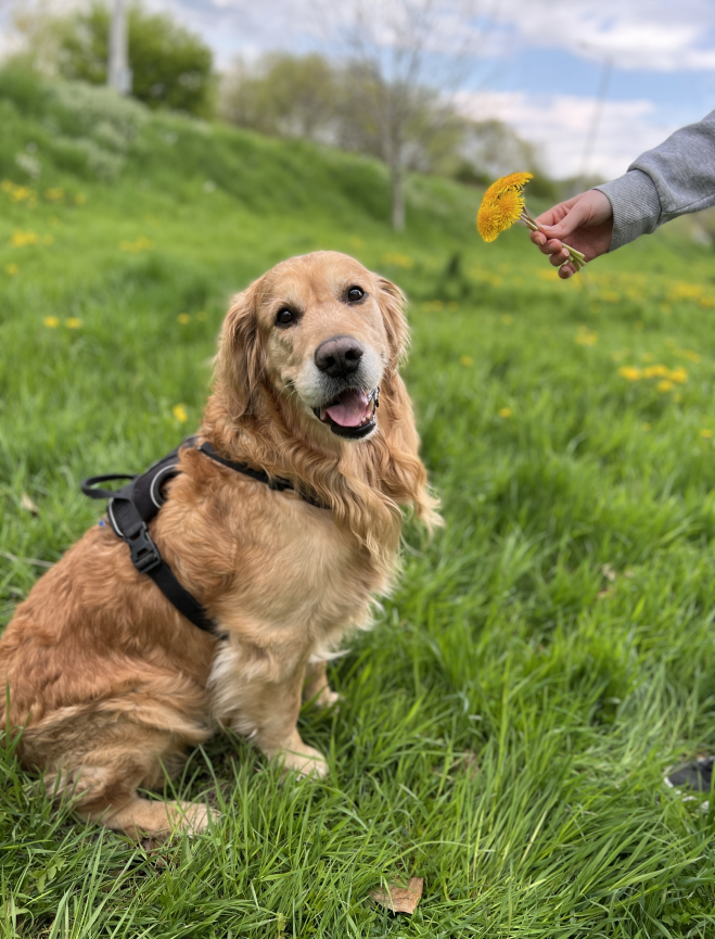 Eduard Beschea's Dog